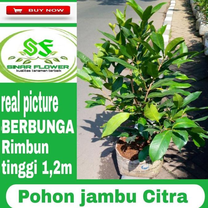 Pohon jambu air citra pohon jambu sudah berbunga