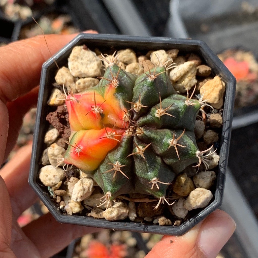 Mv7 Gymnocalycium Mihanovichii Hybrid varigata var gymno miha mihanovichi jumbo kaktus tanaman hias 