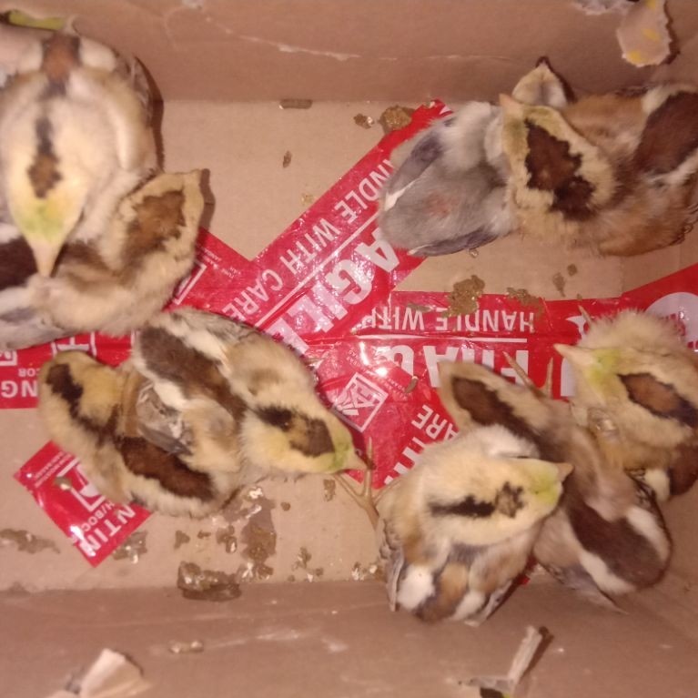 DOC ayam / anak ayam Pama Bulbi x Mangon + usia 2 Minggu (BACA DESKRIPSI SEBELUM ORDER)