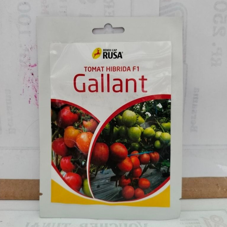 Benih Tomat GALLANT Hibrida f1 / Benih tomat gallant f1