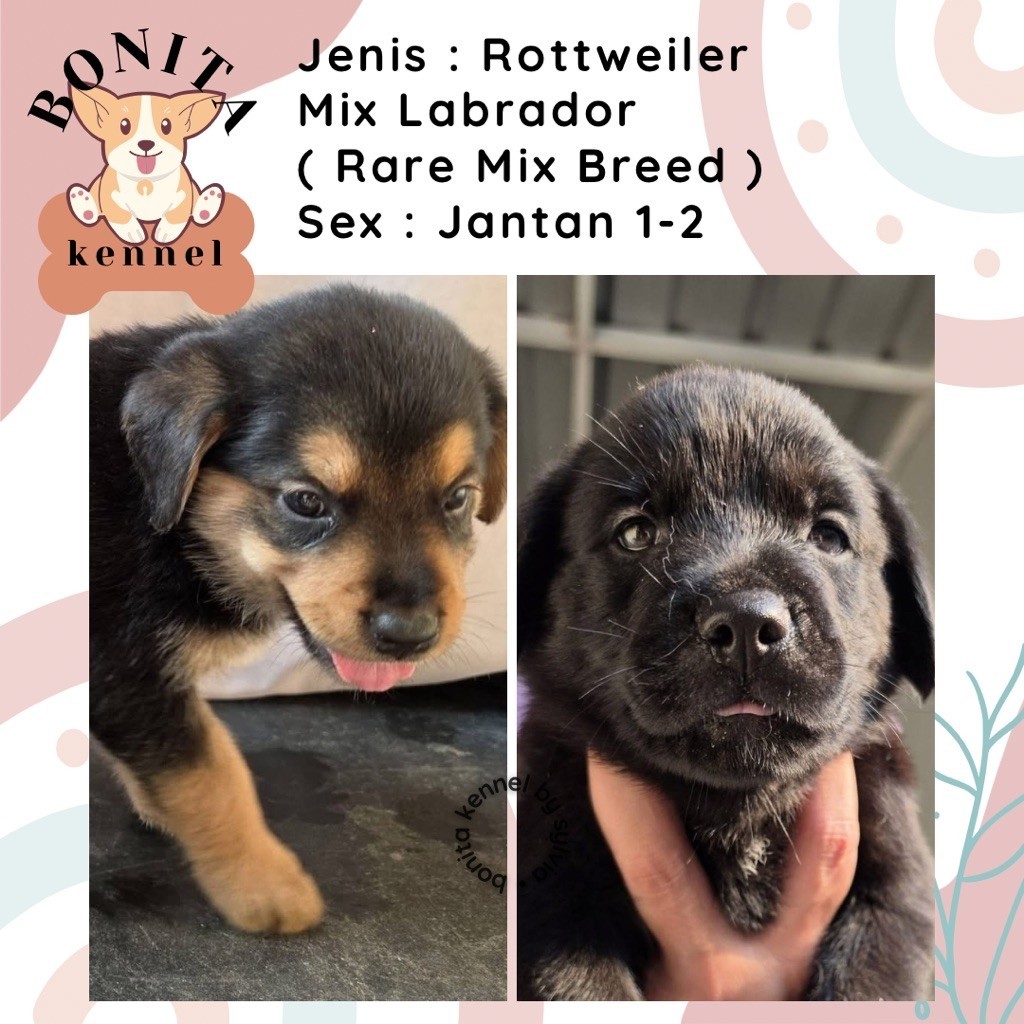 Rottweiler Mix Golden Retriever Anjing Golden Rottweiler Jantan Betina