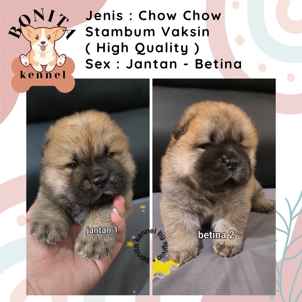 Chow Chow Stambum Anak Anjing Chow Chow Jantan Betina