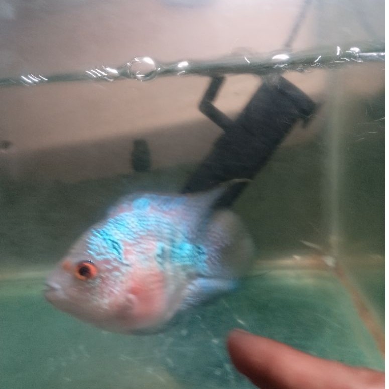 female louhan sb SRD sudah siap breading