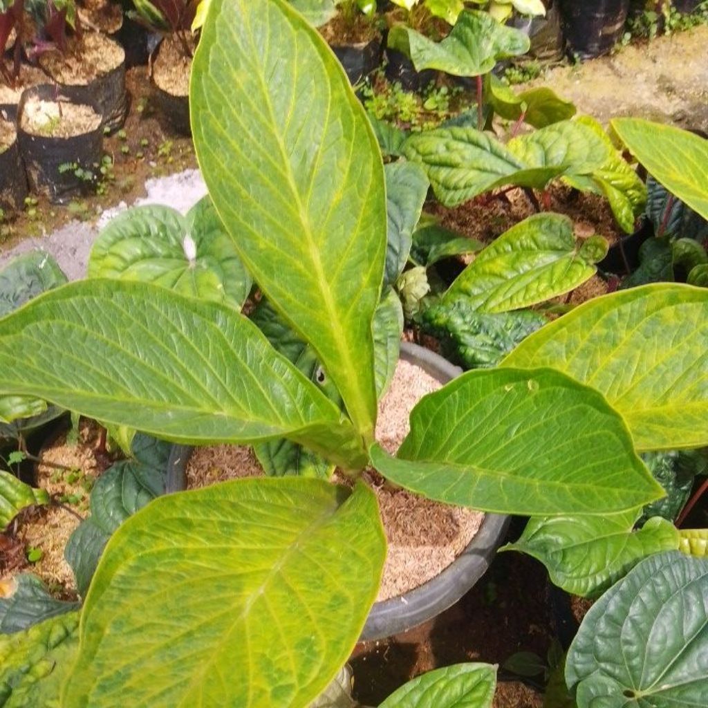antorium jemani