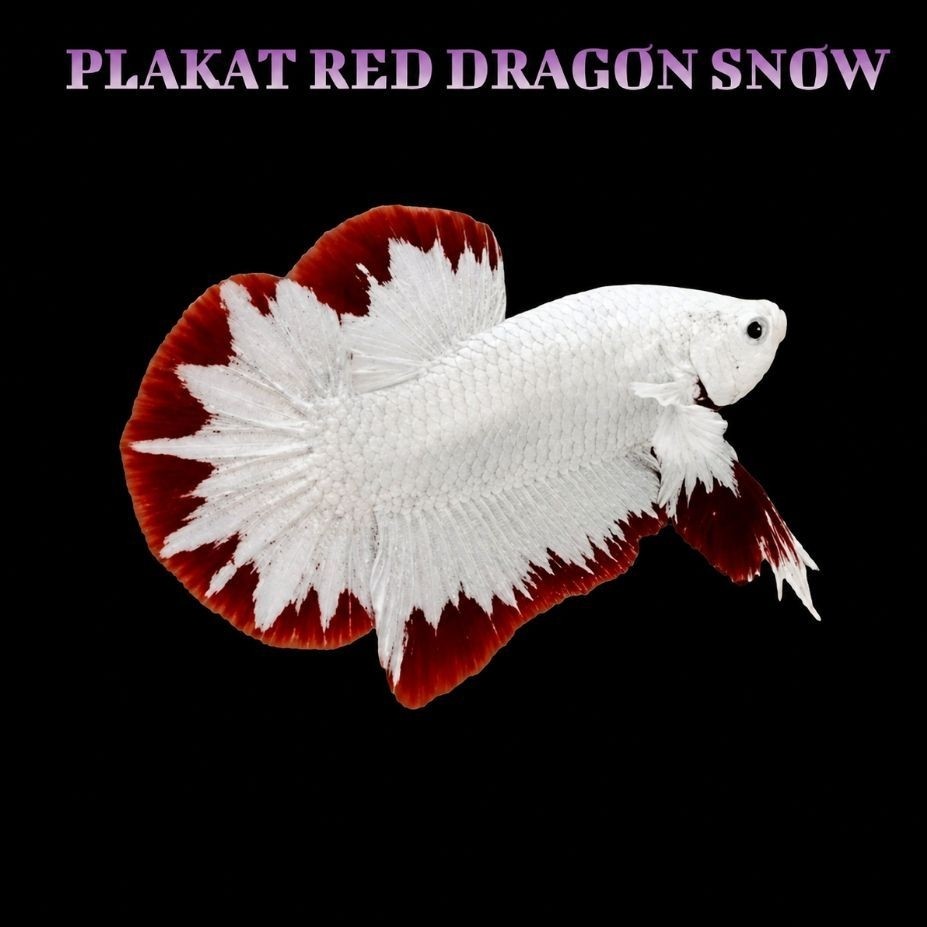 Red Dragon Snow - Mutasi Warna