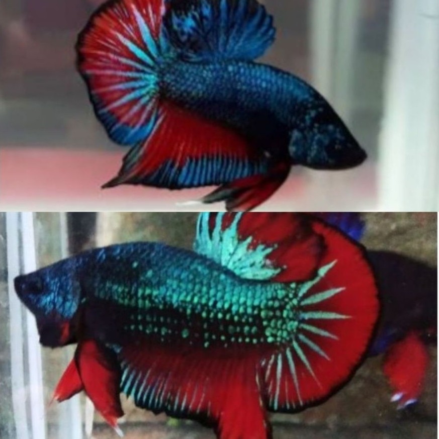 Hiasan Aquarium Cupang Katung Cupang Alam Asli Tangkapan Alam Betta Imbellis Dewasa Size M (Free Pac