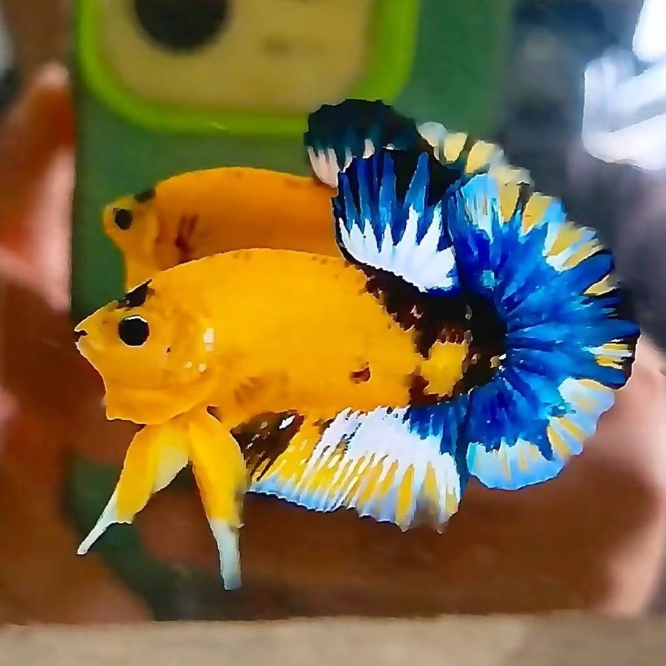 Yellow Hellboy New Product