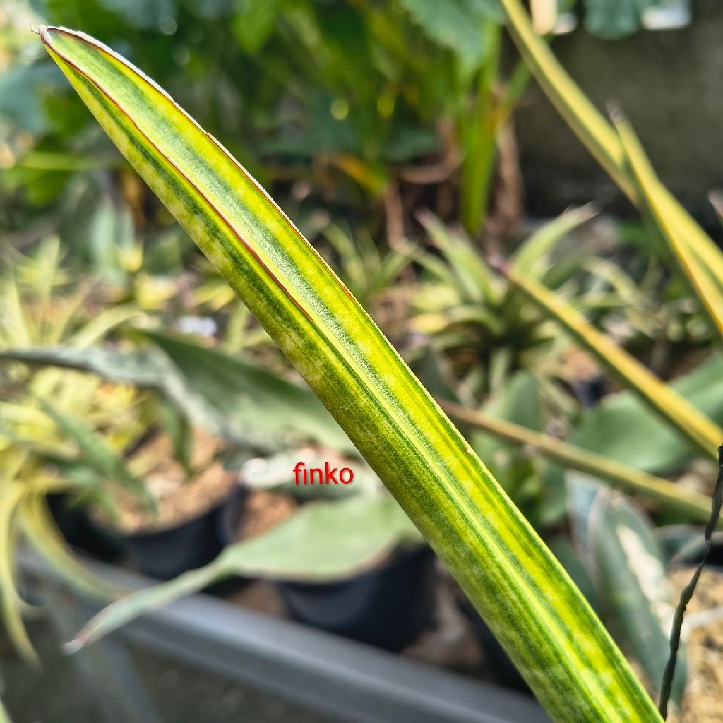 sansevieria stuckyii variegata striata
