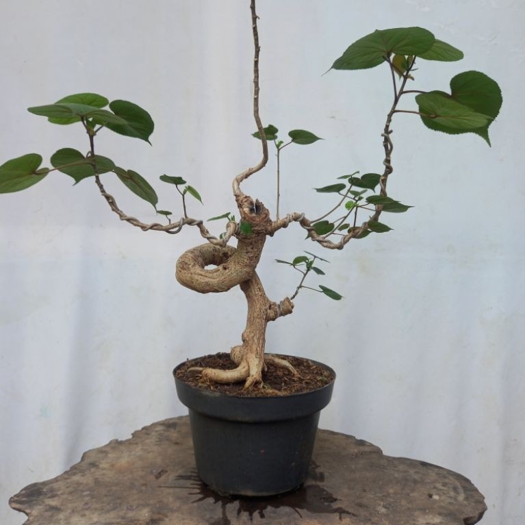 BONSAI POHON WARU INDIA PROGRAM LIUKAN