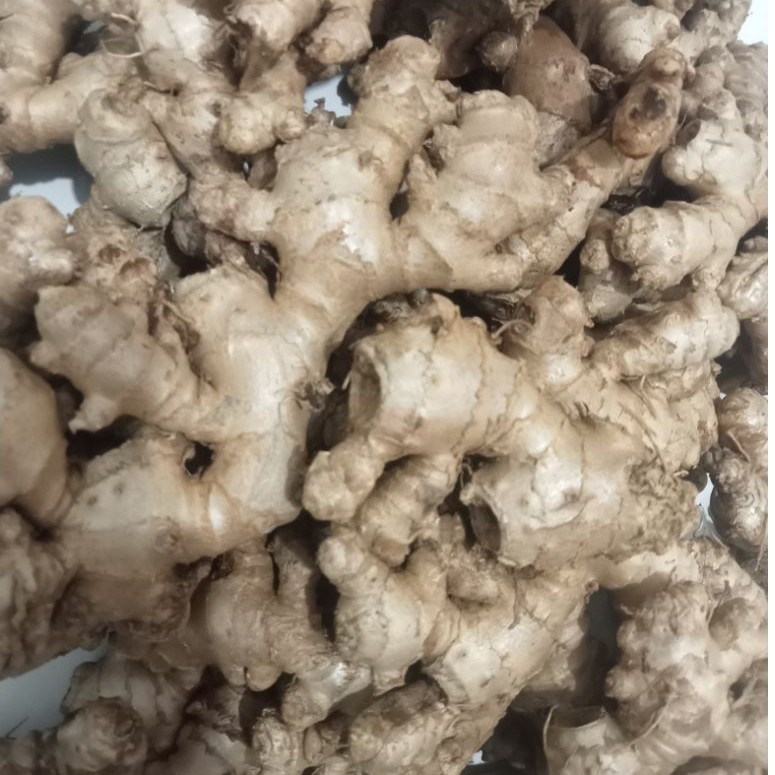 Jahe emprit segar,Jahe emprit pedas,jahe emprit bersih