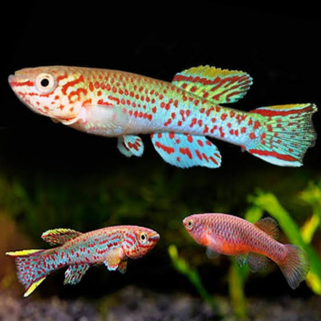 Killifish Gardneri