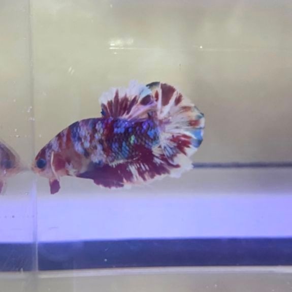 ikan cupang PK barongsai penghias aquarium