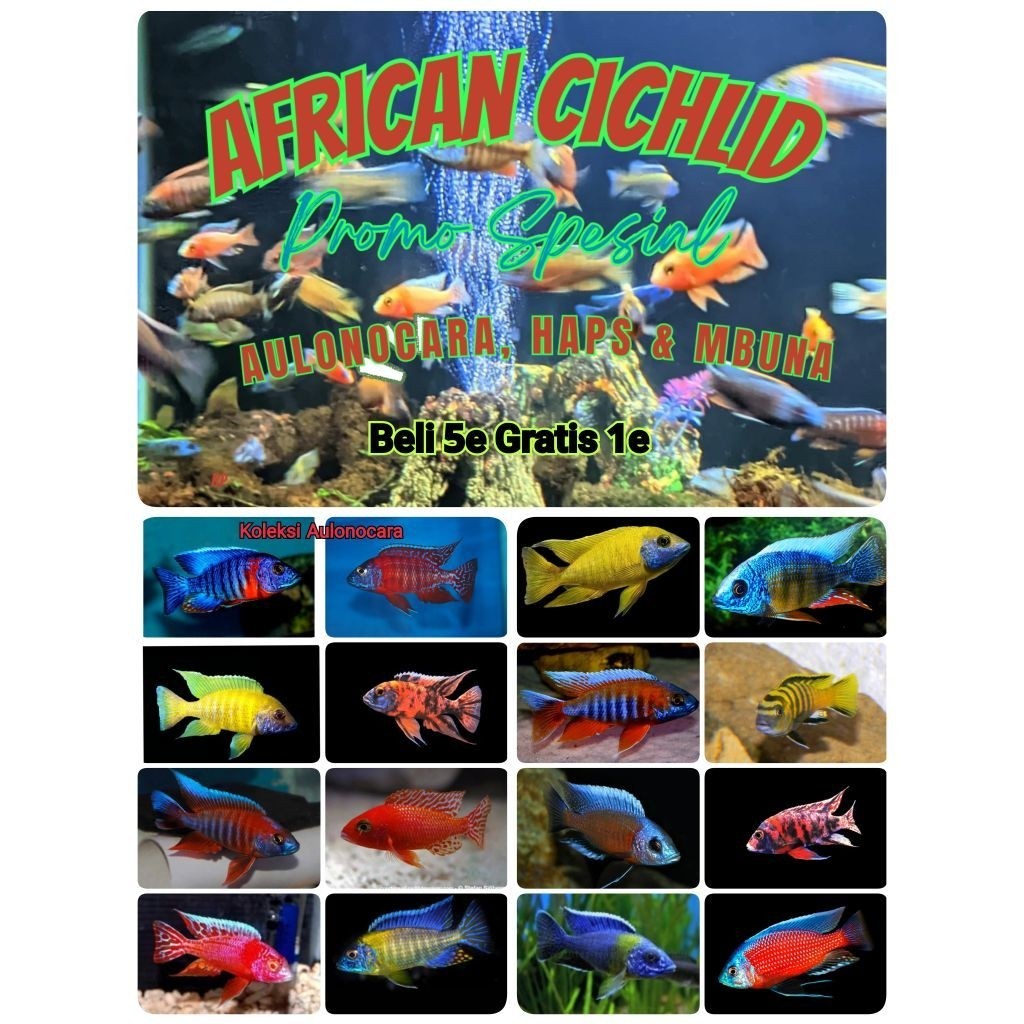 Paket Mix Aulonocara, Haps & Mbuna African Cichlid 5e Gratis 1e