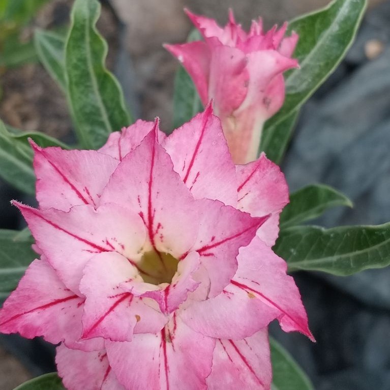 BUNGA ADENIUM | ADENIUM TUMPUK