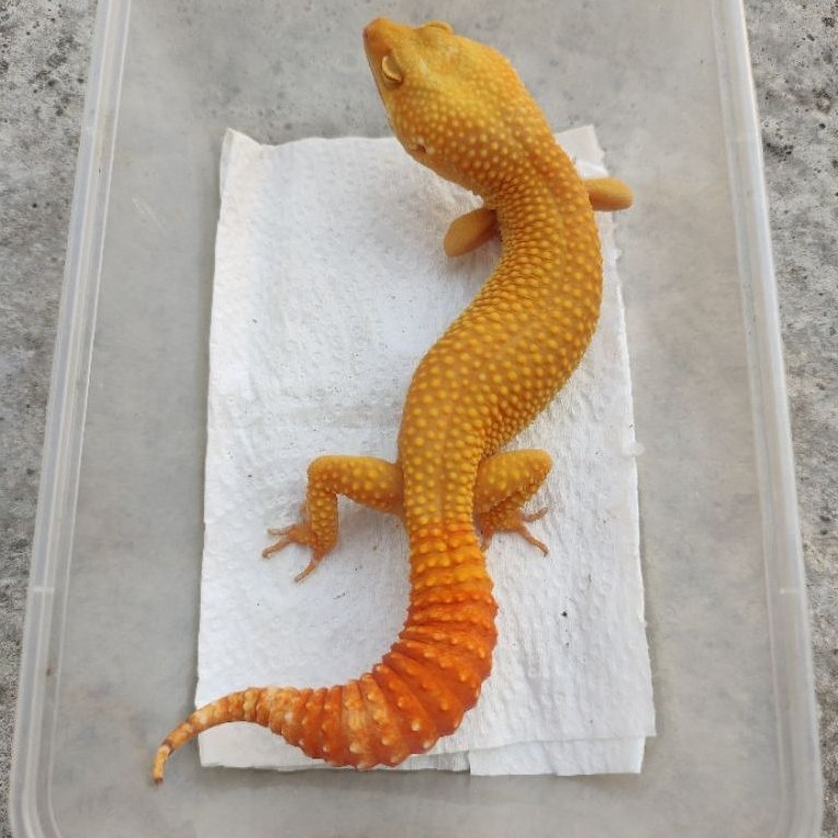 MAINAN ANAK GECKO DEWASA SUNGLOW_MALE