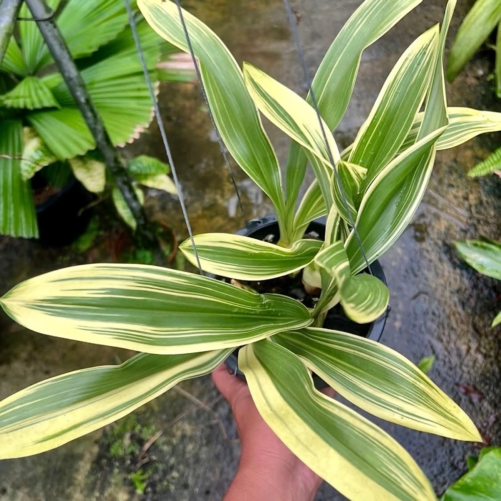 Anggrek Grammatophyllum Scriptum ‘Variegated - Remaja