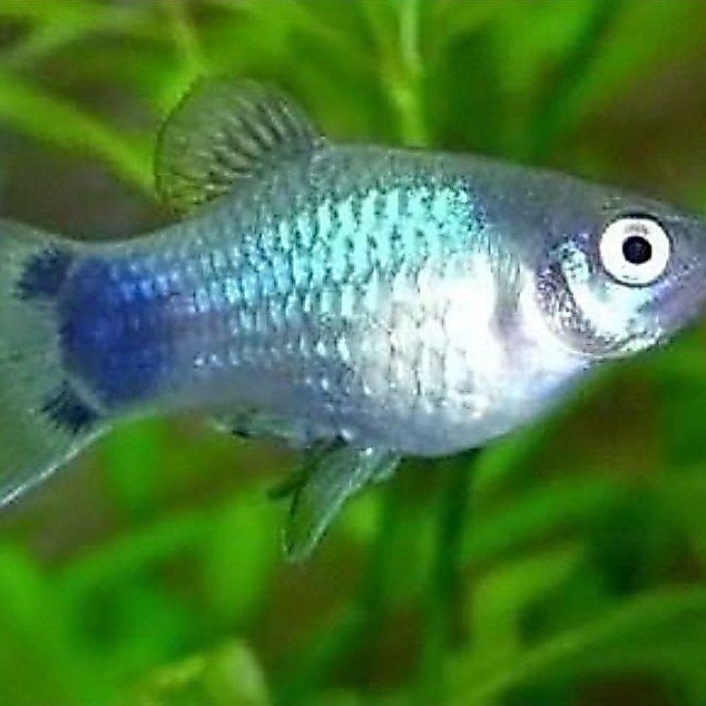 Platy Blue Platy Biru aksesoris Aquarium kolam mini pound aquascape bagus