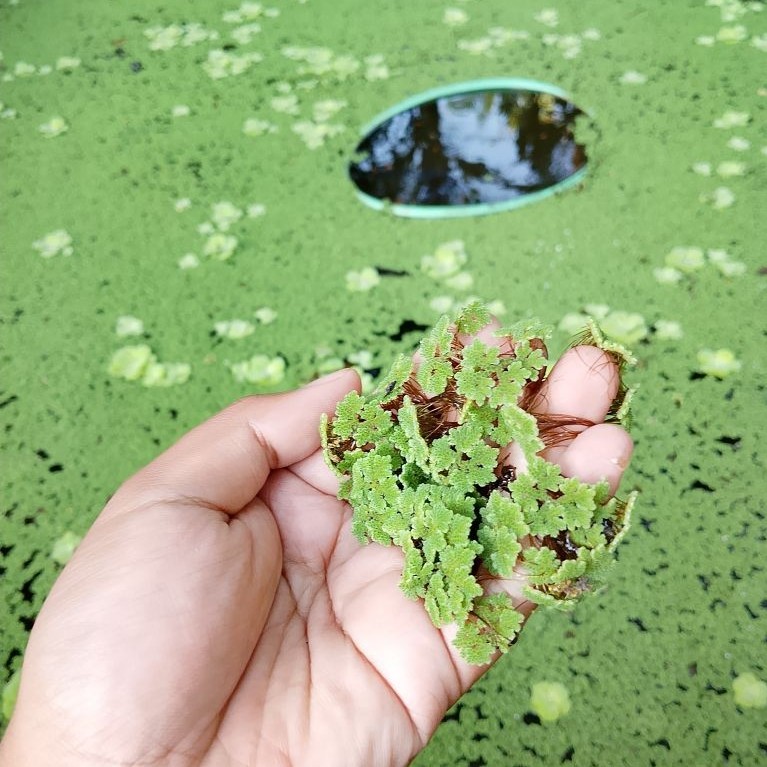 Azola Tanaman Air Apung Azola Penyerap Ammonia Ikan