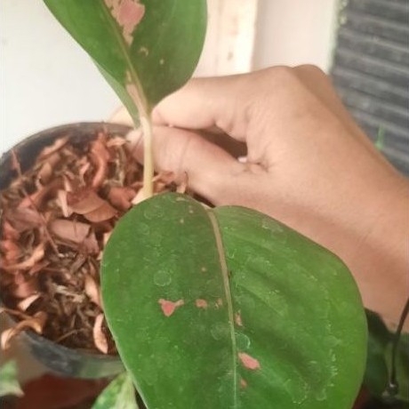 Aglonema Kochin Ebony Ekonomis