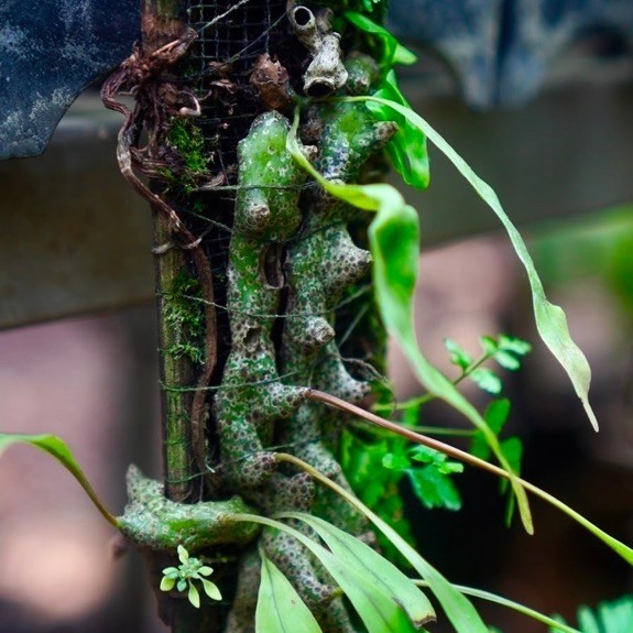 Lecanopteris sinuosa / Tanaman Pakis Epifit / Fern