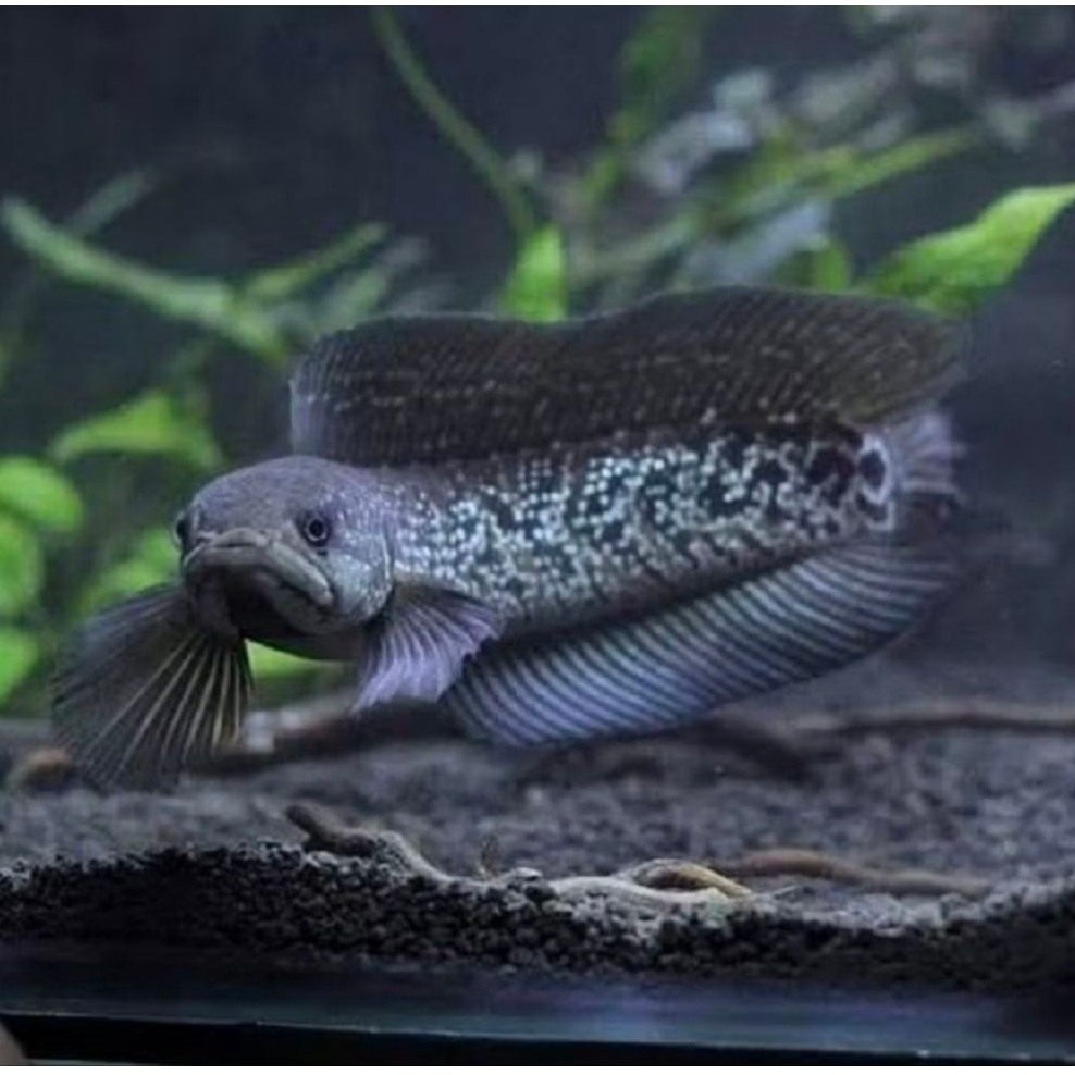 ASIATICA WS (WHITESPOT) UKURAN ±15 CM KHUSUS INSTAN DAN SAMEDAY GOOD KUALITAS
