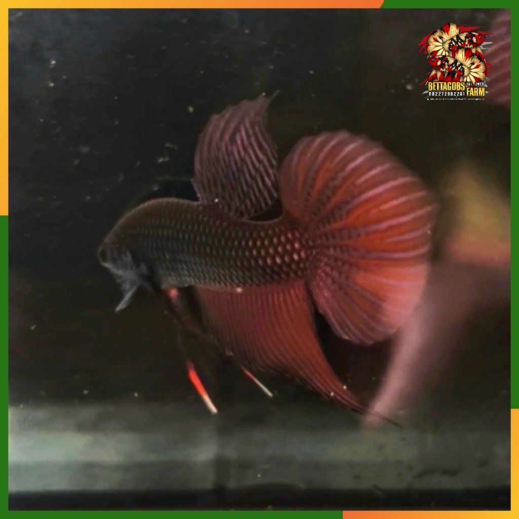 Wild Betta Smaragdina Copper