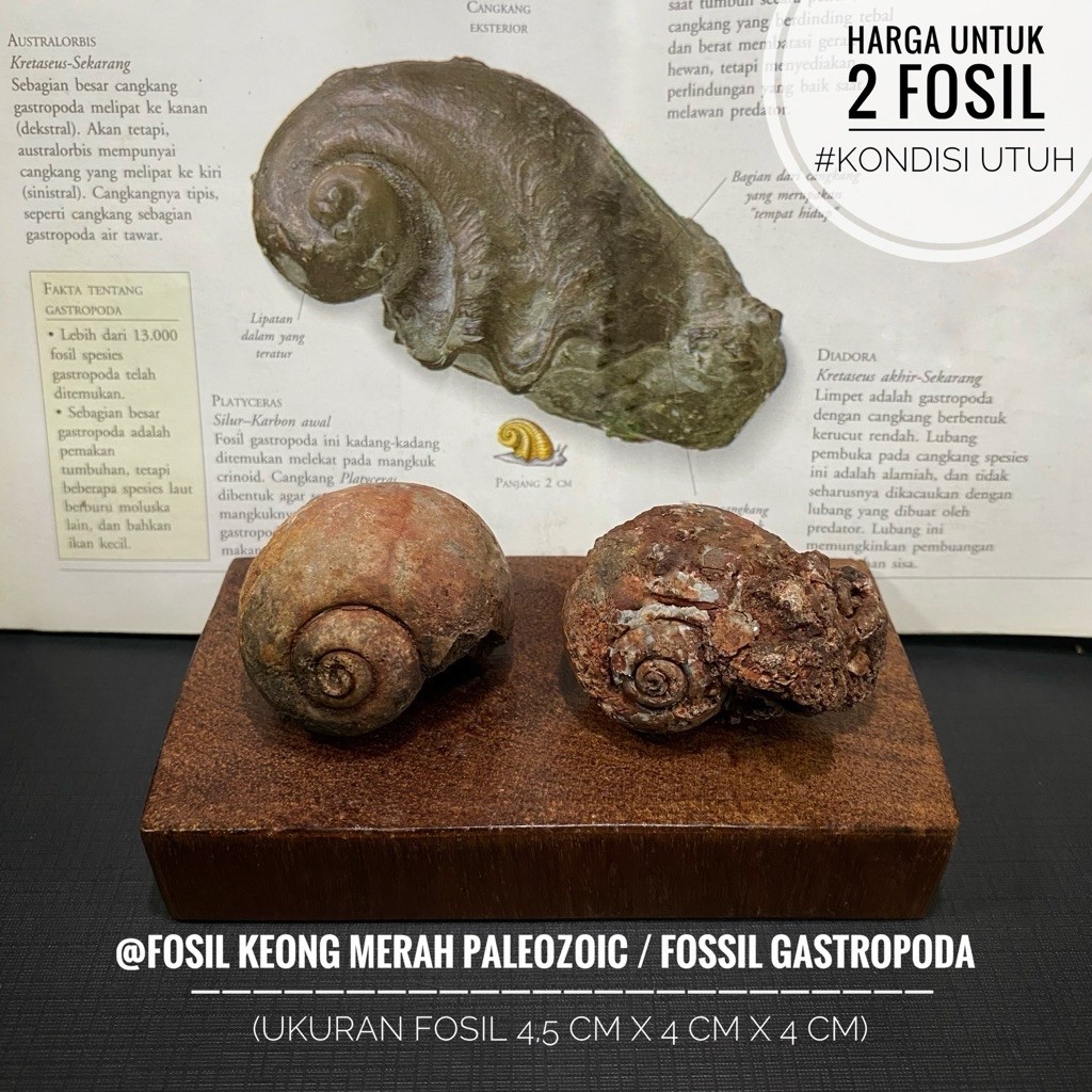 Fosil Keong Merah Paleozoic atau Fosil Keong Semi Crystal atau Fosil Gastropoda atau Fossil Snail at