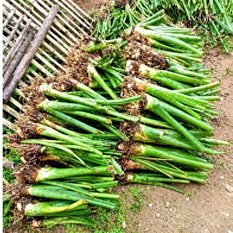 bibit talas beneng/ bibit beneng/ bibit umbi talas beneng isi 10 batang siap organik