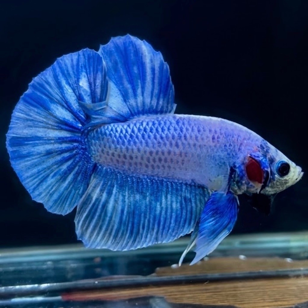 (REAL PIC) GIANT HMPK LAVENDER BO 5 VIP CUPANG JANTAN