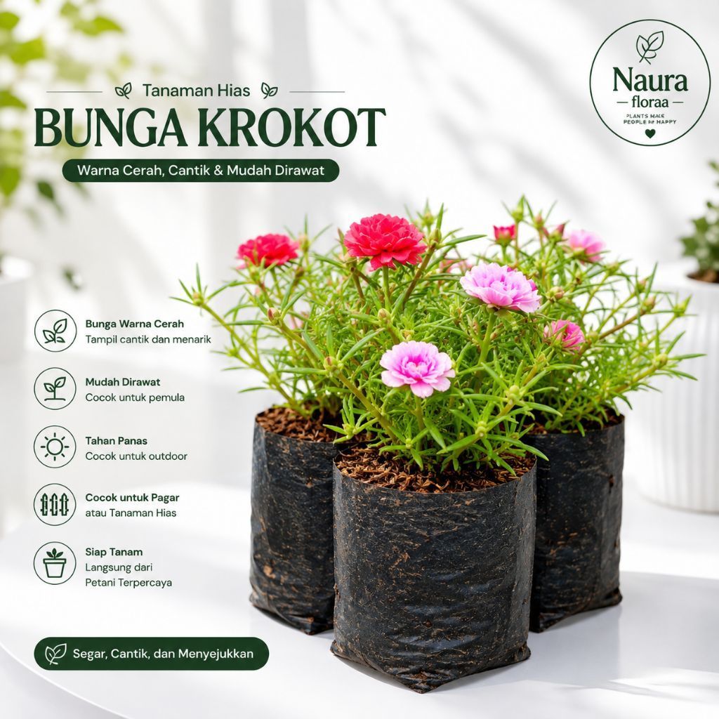 Promo Tanaman Hias Bunga Krokot Sutra Bombay Jumbo Tumpuk Mix Warna-Warni 10-50 Batang Sudah Berakar