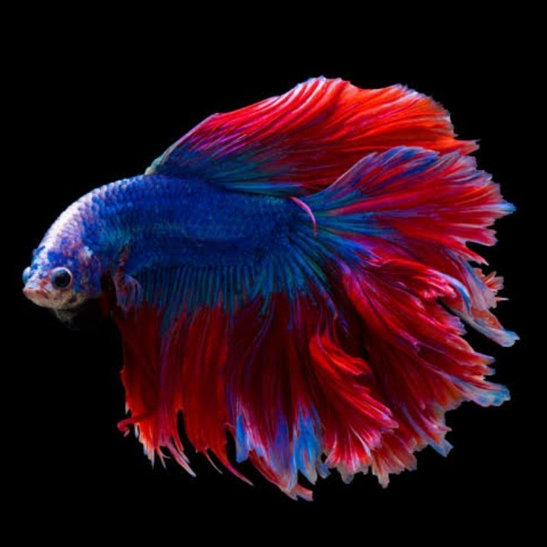 30 Ikan Cupang Betta Betta Big Ear, Rosetail, dan Halfmoon