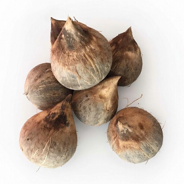 kelapa daksina Banten bali