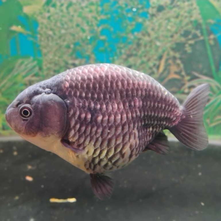 Ikan Mas Koki Ranchu Black Gold