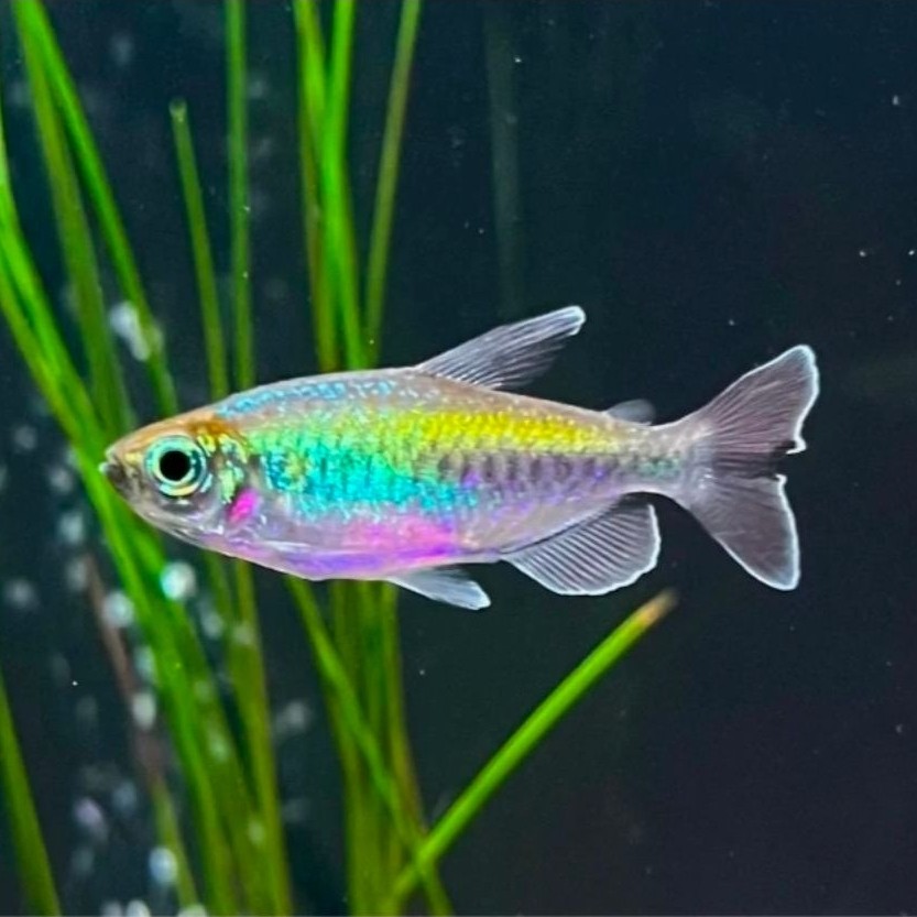 Hiasan Congo Tetra ( size 4-6cm ) - Hiasan Rainbow congo tetra