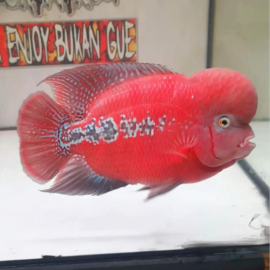 Burayak Louhan kamfa klasik mata putih ukuran 3-4cm