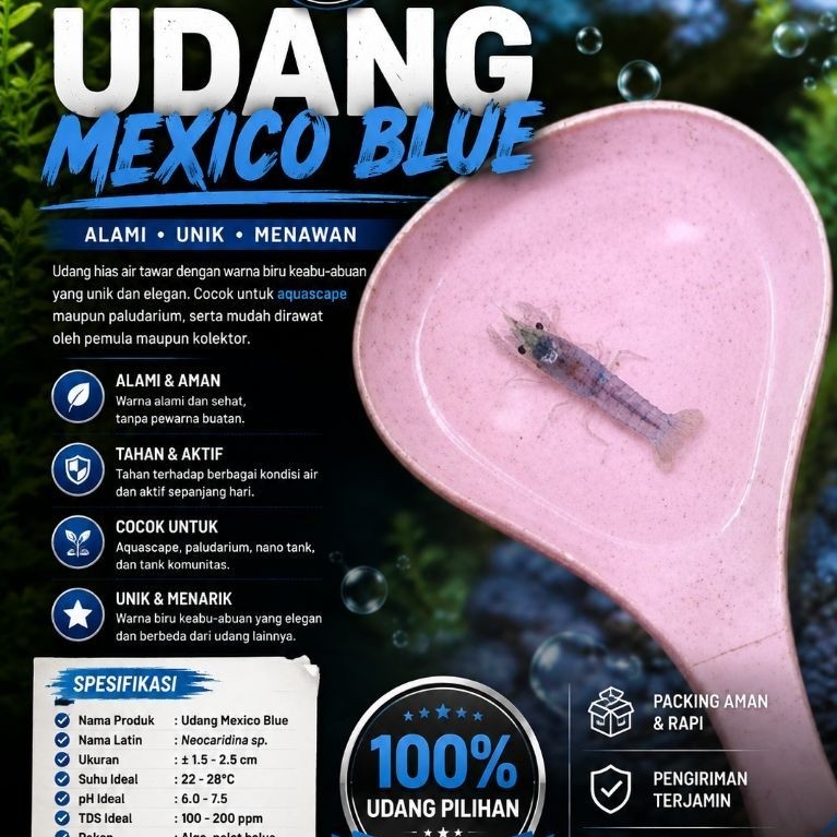 dekorasi hiasan aquarium udang Mexico blue aquascape