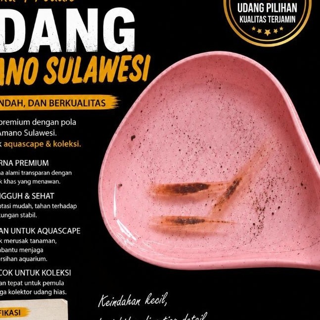 hiasan aquarium udang hias amano Sulawesi aquascape
