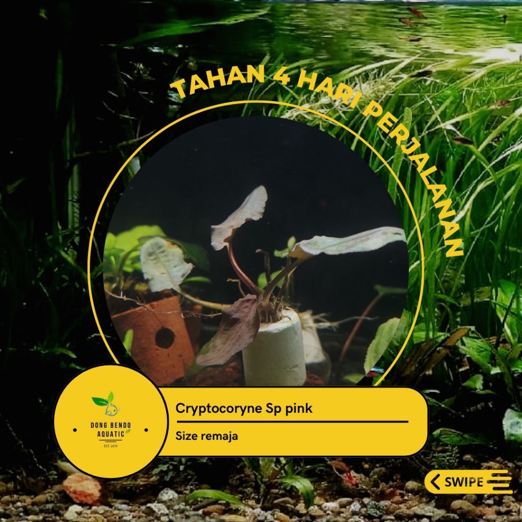 Cryptocoryne Sp Pink / Tanaman Aquascape