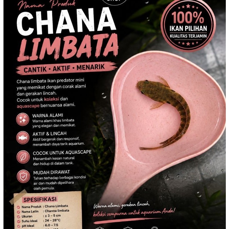 dekorasi hiasan ikan chana limbata aquascape