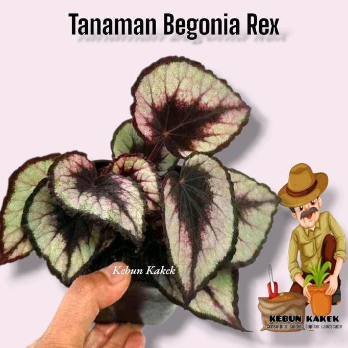 Bestprice- Tanaman Hias Begonia Rex / Tanaman Hias Hidup Begonia Rex / Bibit Begonia
