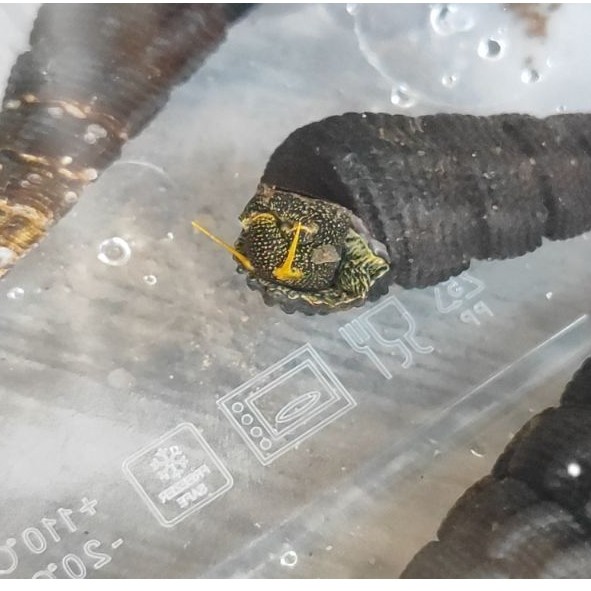 siput sulawesi - yellow antena rabbit snail