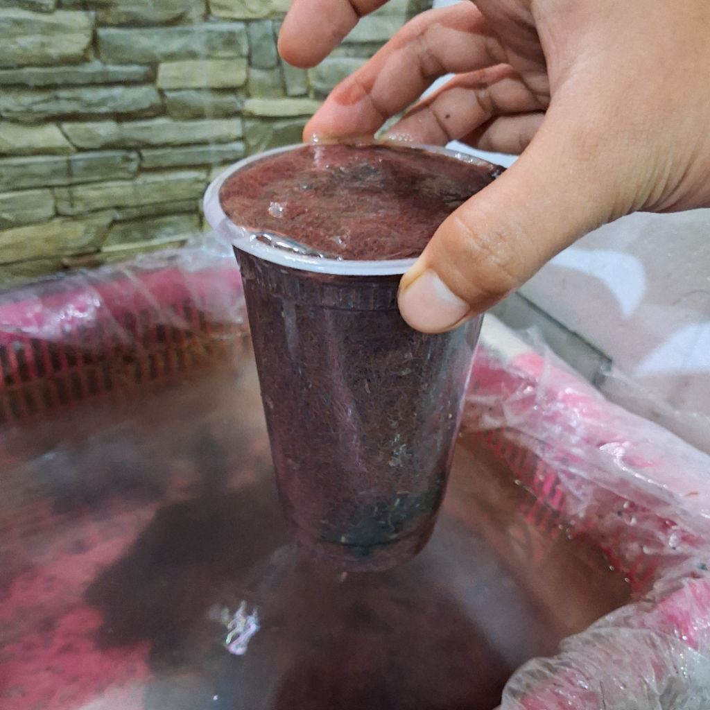 Pakan Hidup Cacing Sutra / Cacing Merah Pakan Alami Ikan Hias Dan Burayak