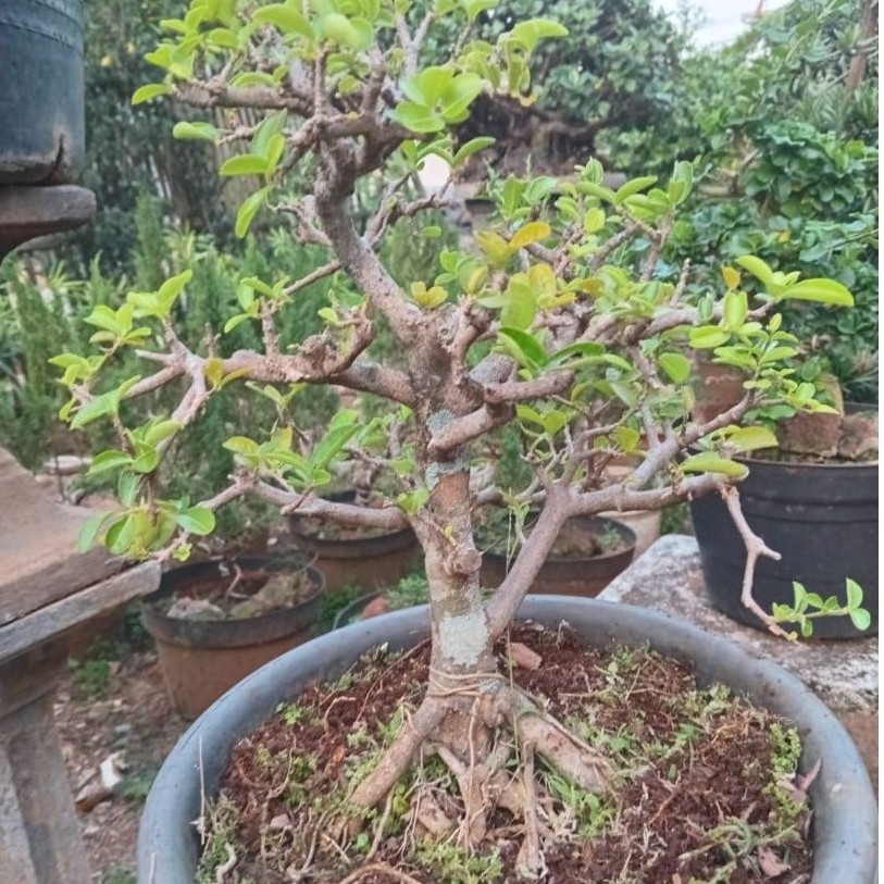 Bonsai Sianci