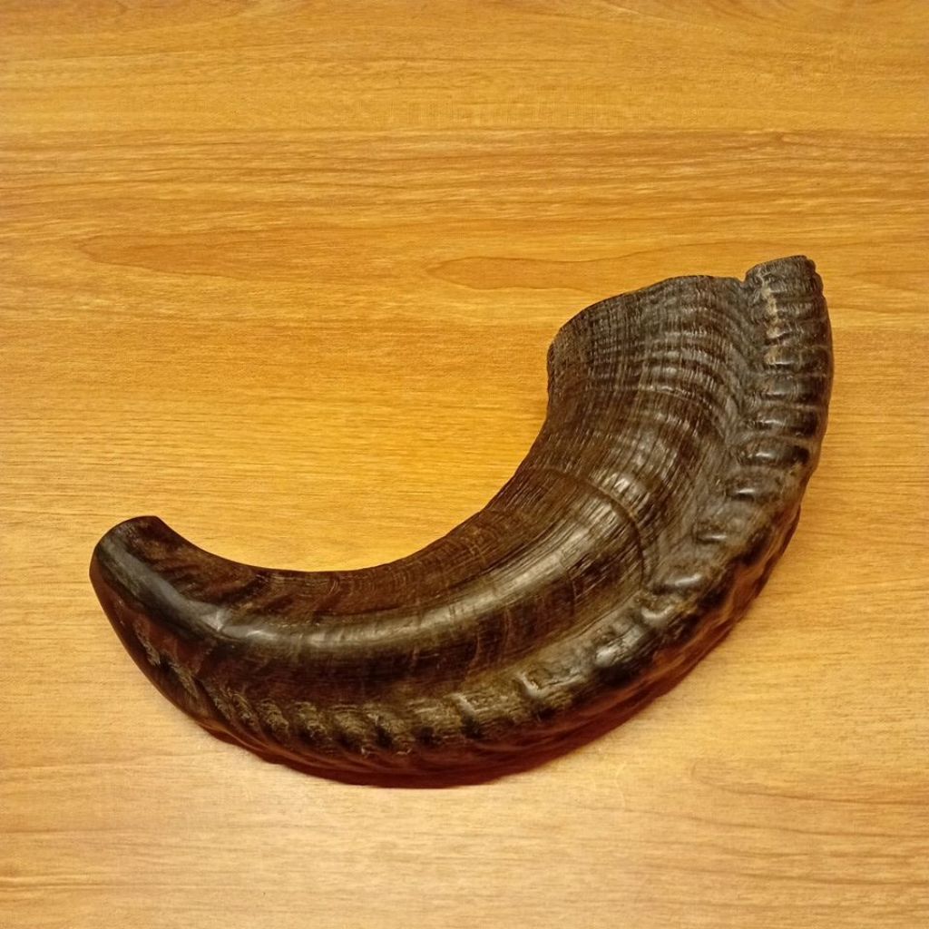 shofar 12,5 inch