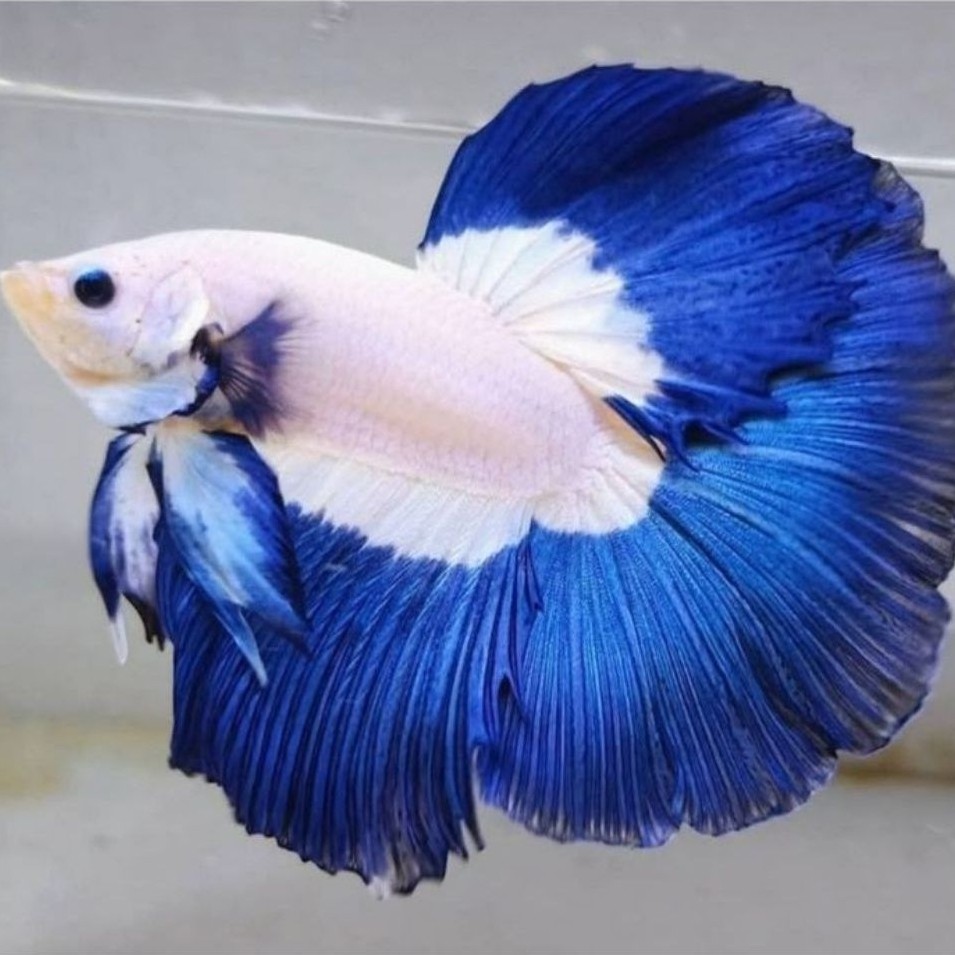 pajangan aquarium halfmoon blue rim