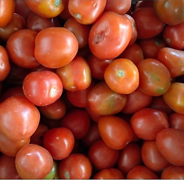 tomat cherry segar