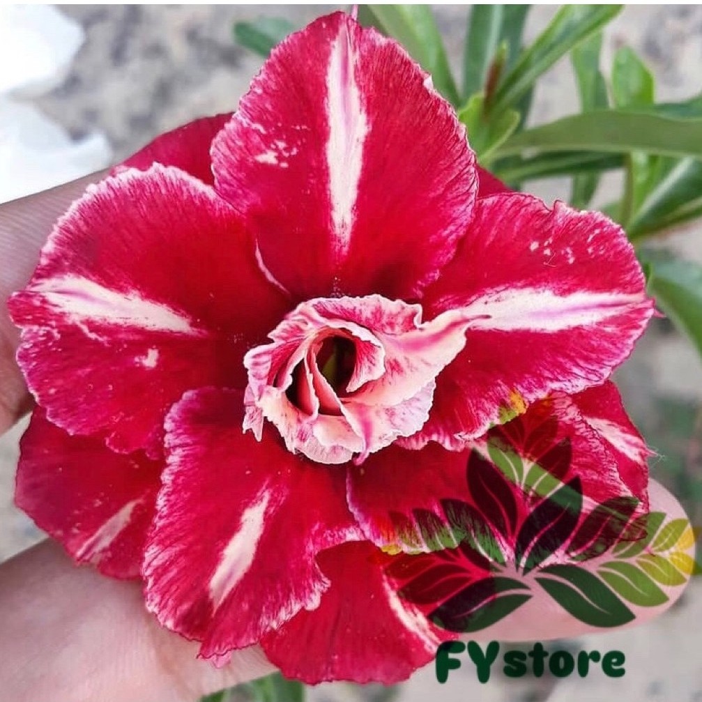 Adenium Bunga Tumpuk "Hoangxia" Merah