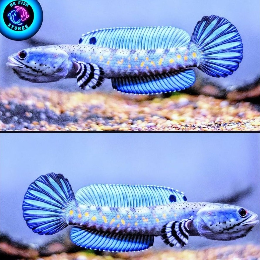 ( Bisa C O D ) Blue Pulchra UK 10-12 cm, Garansi Hidup Sampai Tujuan