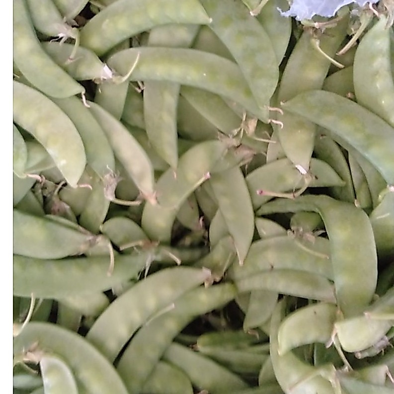 Sayur Ercis / Arcis / Kacang Kapri segar