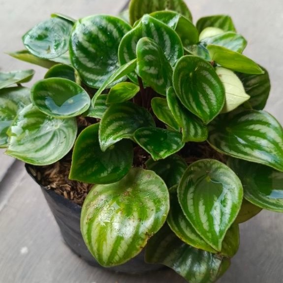 Rimbun Dewasa Peperomia Watermelon Bangkok Daun Keras Jumbo Kondisi Rimbun